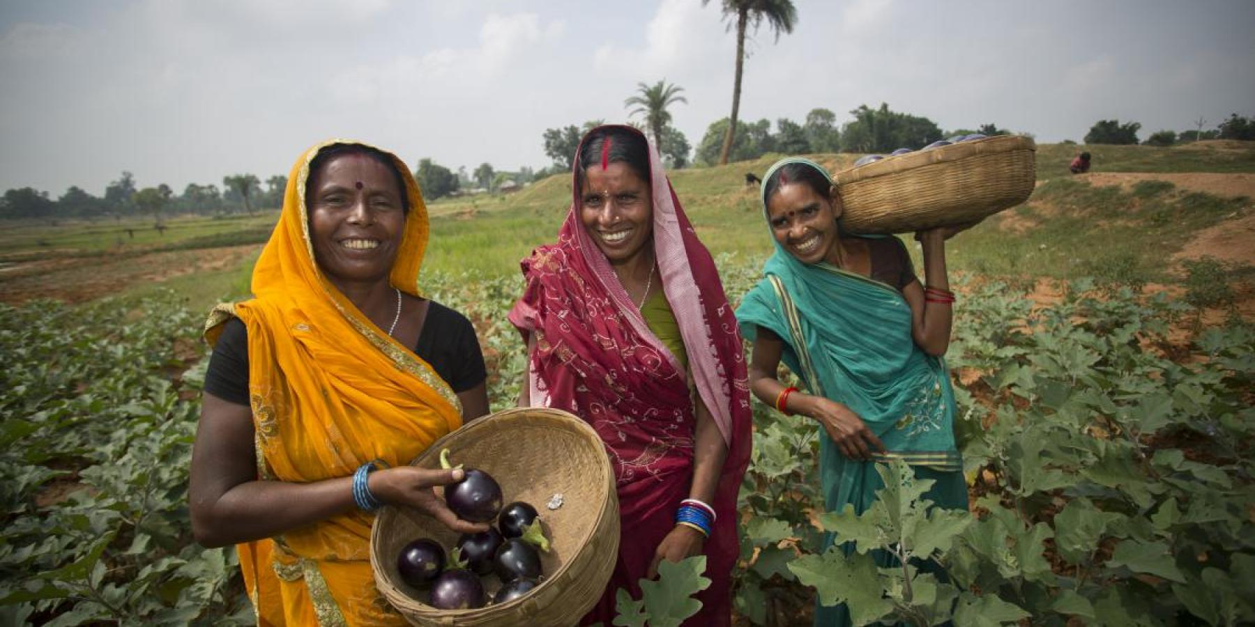 Jake Lyell Geeta Devi, Sumitra Devi and Mina Devi are farmers in the Banka District of Bihar, one of the poorest districts in India 