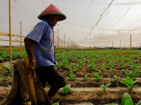 Person smoking while working in tobacco crop