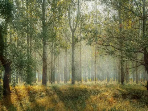 Image by Valentin Sabau from Pixabay 