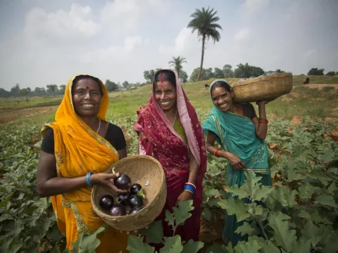 Jake Lyell Geeta Devi, Sumitra Devi and Mina Devi are farmers in the Banka District of Bihar, one of the poorest districts in India 